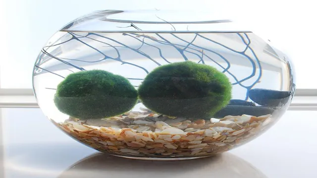 how to grow moss balls in aquarium