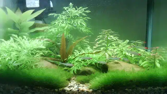 How to Grow Moss Carpet in Aquarium: A Step-by-Step Guide