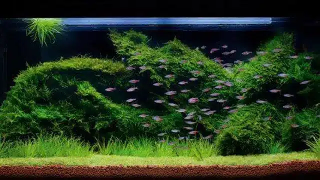 how to grow moss carpet in aquarium