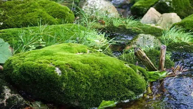 How to Grow Moss Fast in Aquarium: Techniques and Tips for Successful Moss Cultivation