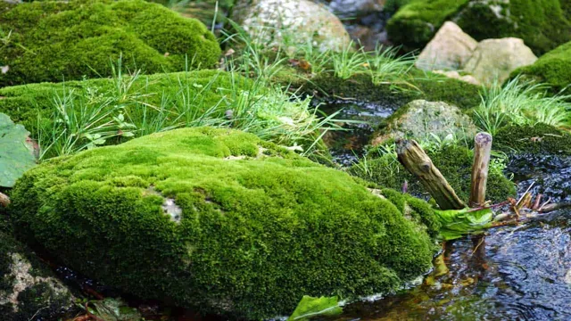 How to Grow Moss Fast in Aquarium - Tips and Tricks for a Lush Green ...