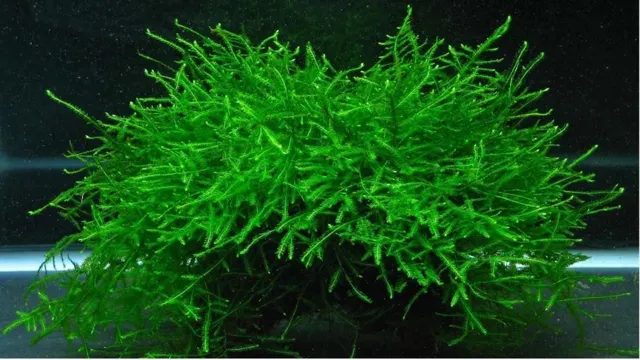 how to grow moss in freshwater aquarium