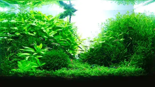 how to grow moss in planted aquarium