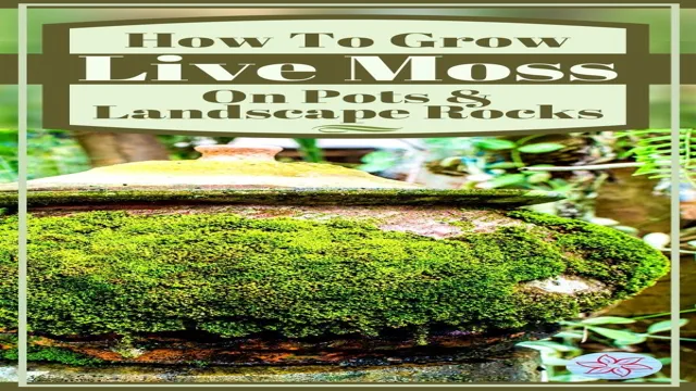 how to grow moss on aquarium rocks