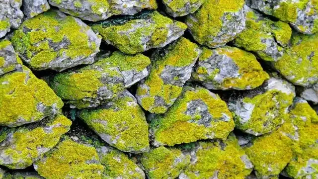 how to grow moss on aquarium wall
