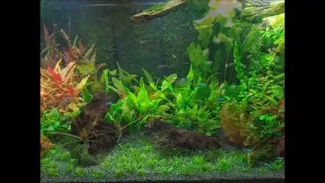 How to Grow Moss on Aquarium Wall High Light: A Step-by-Step Guide