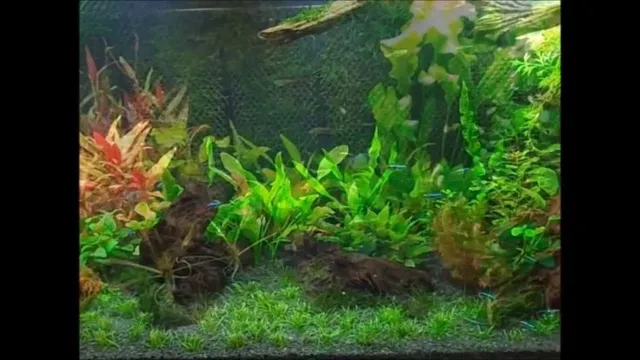 How to Grow Moss on Aquarium Wall High Light: A Comprehensive Guide