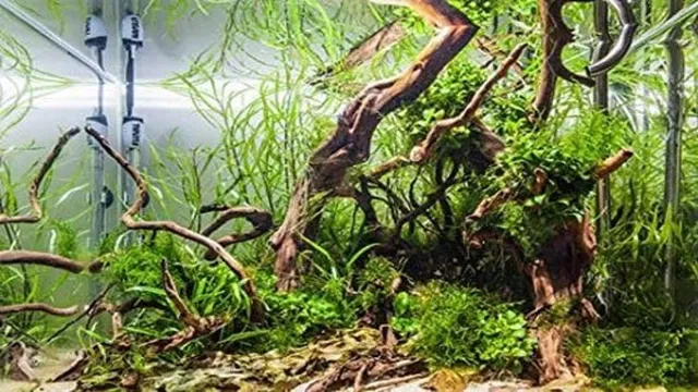 How to Grow Moss on Driftwood in Aquarium: Essential Tips and…