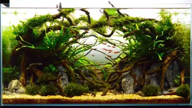 how to grow moss on driftwood in aquarium