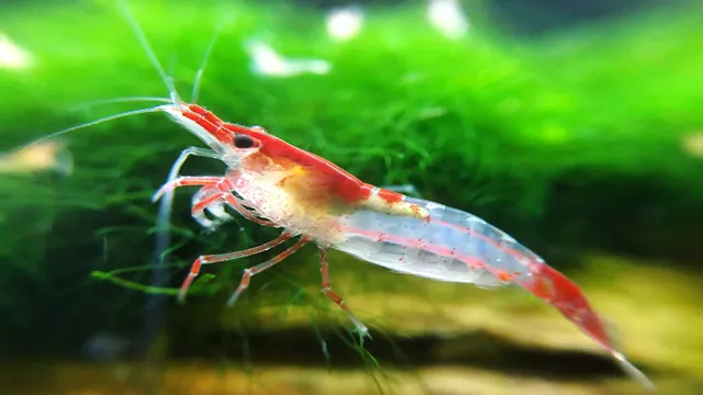 how to het rid of aquarium shrimp