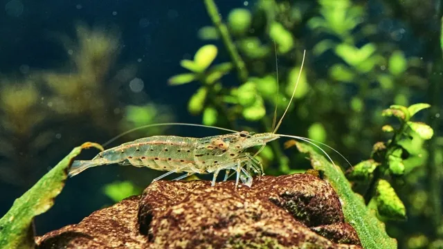 How to Get Rid of Aquarium Shrimp: 7 Effective Ways to Eliminate Unwanted Inhabitants