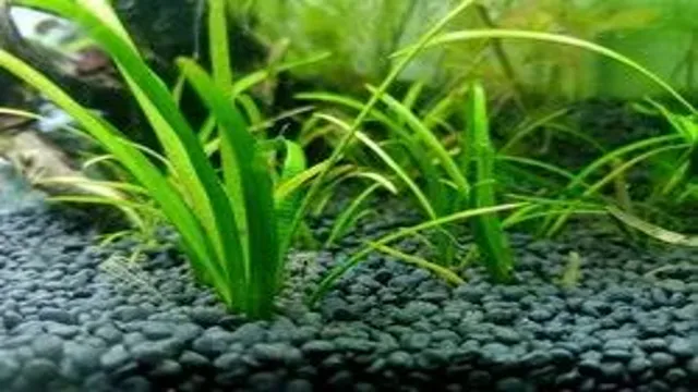 how to hide soil in planted aquarium
