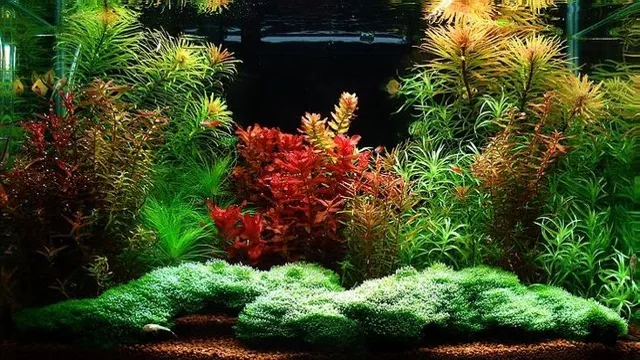 how to hide the bubbles in a planted aquarium