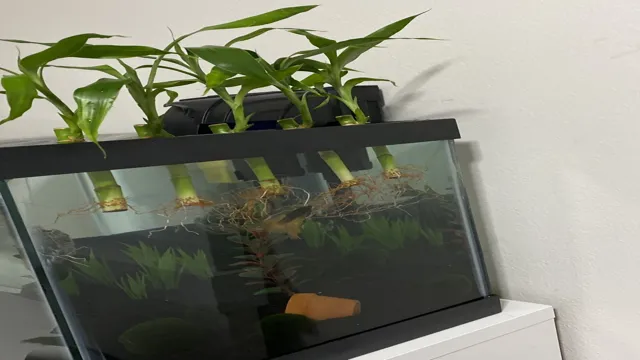 how to hold down bamboo in aquarium