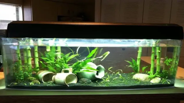 how to hold down lucky bamboo in aquarium