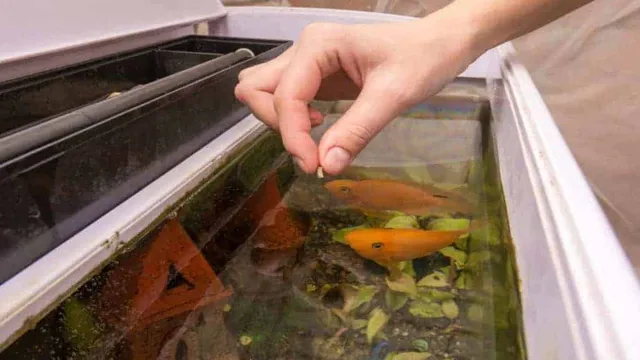 how to hold food to bottom of aquarium
