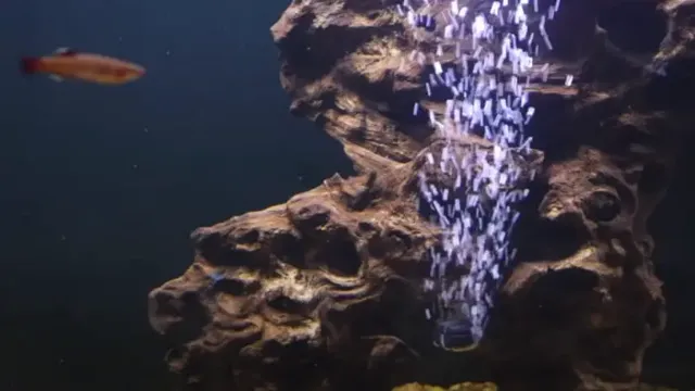 How to Increase Oxygen in Marine Aquarium: Top 7 Proven Techniques