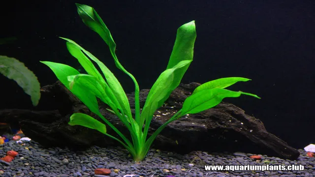 how to installfake plants in aquarium