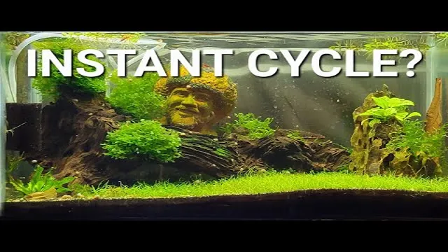 How to Instantly Cycle an Aquarium: Step-by-Step Guide for Beginners