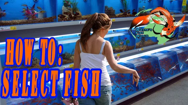 How to Interact with My Aquarium Fish: Tips and Tricks for a Happy and Healthy Tank