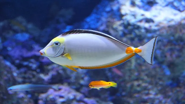 How to Introduce a New Fish to an Aquarium: Tips for a Smooth Transition