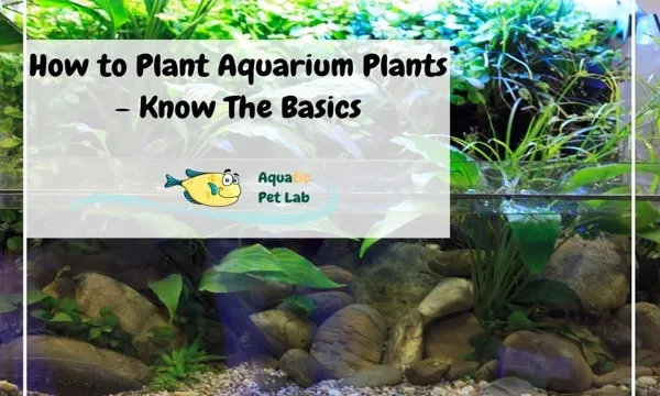 How to Introduce Aquarium Plants in Your Tank:&hellip;