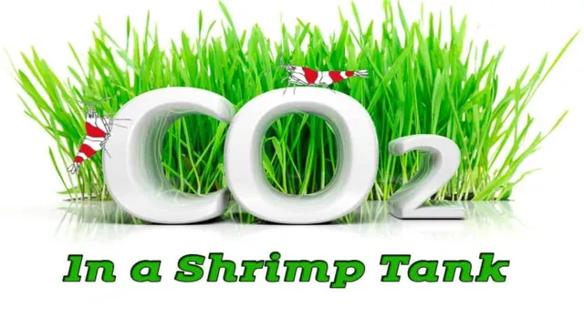 How to Introduce CO2 into Aquarium with Shrimp: Essential Tips and Techniques