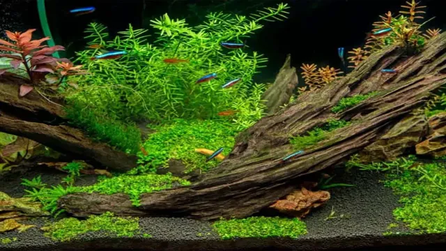 How to Introduce Driftwood into an Aquarium: A Step-by-Step Guide