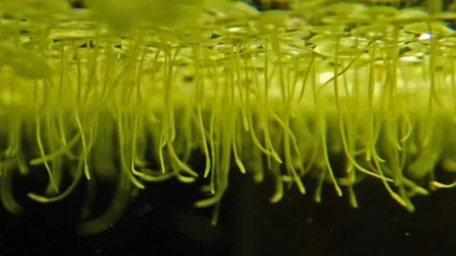 How to Introduce Duckweed to Aquarium: A Step-by-Step Guide for Beginners