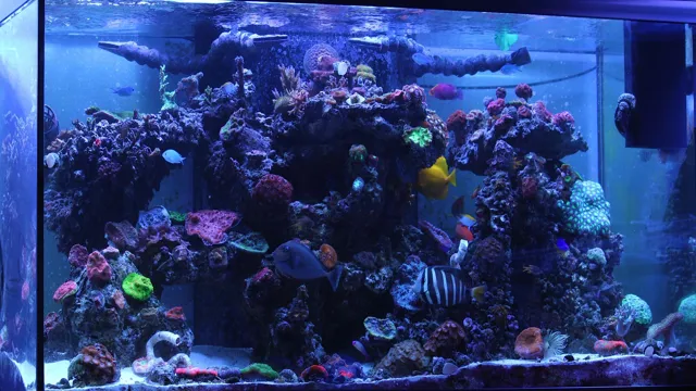 how to introduce fish to aquarium