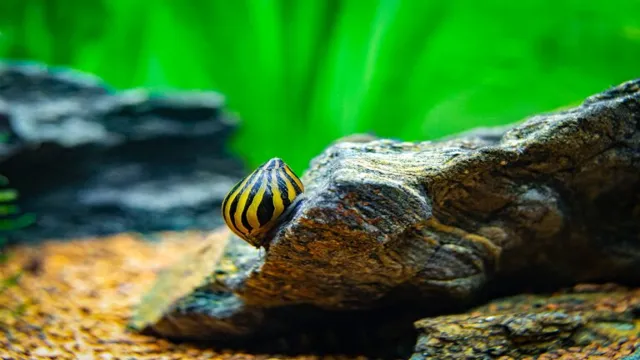 how to introduce nerite snails to aquarium