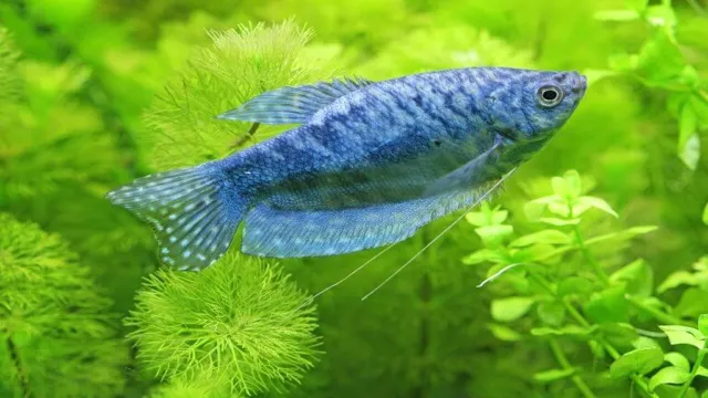 how to introduce new fish into aquarium