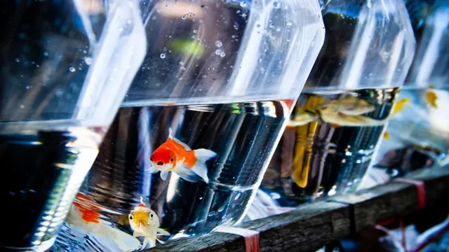 How to Introduce New Fish into Aquarium: A Beginner’s Guide to Adding Fish to Your Tank