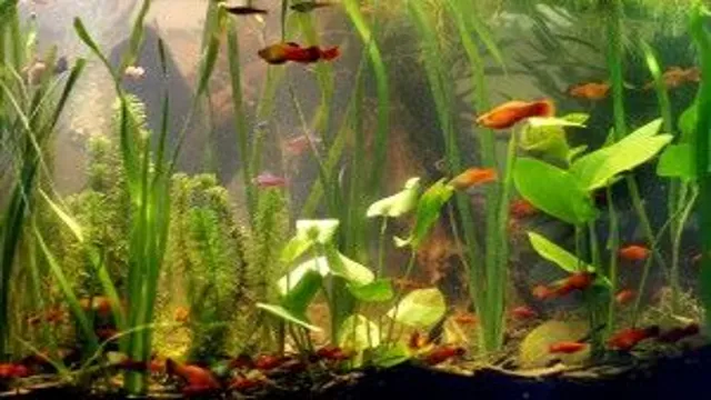 how to introduce new fish into your aquarium tank hartz