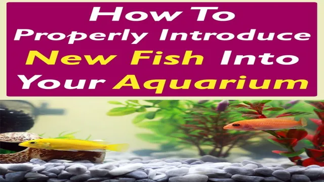 how to introduce new fish to freshwater aquarium