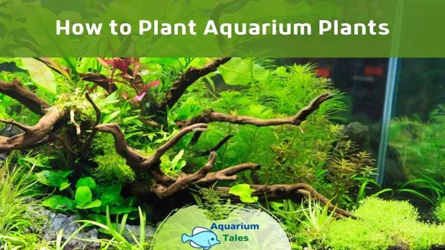 how to introduce plants to aquarium