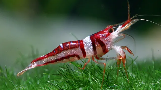 how to introduce shrimp to aquarium