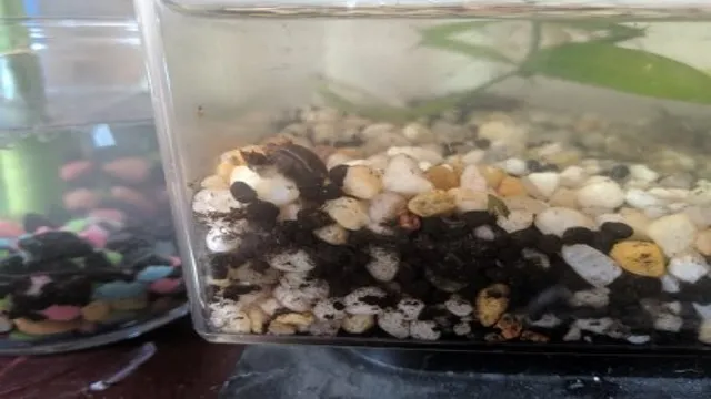 how to introduce snails to aquarium