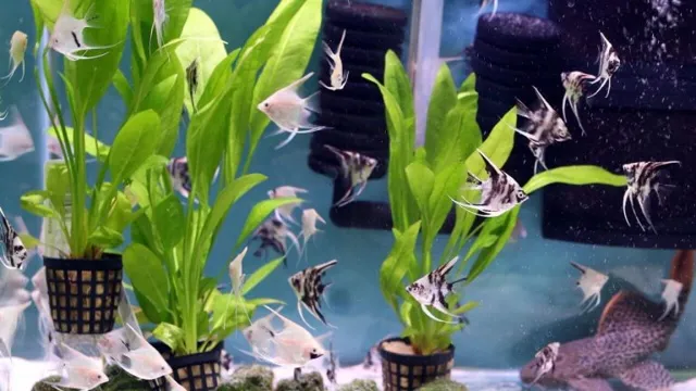 How to Introduce Store Bought Plant to Aquarium – A Step-by-Step Guide