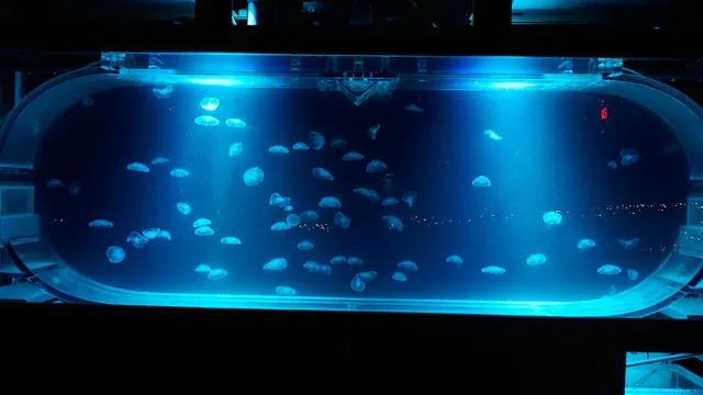 How to Jellyfish Aquarium: A Beginner’s Guide to Creating a Stunning Underwater World