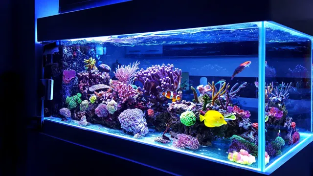 how to keep a balance aquarium