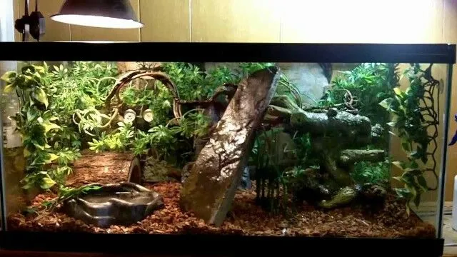 how to keep a ball pythons aquarium humid