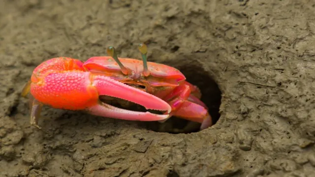 How to Keep a Fiddler Crab in an Aquarium: A Beginner’s Guide to Proper Care and Maintenance