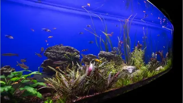 How To Keep A Healthy Aquarium: Top Tips For Maintaining Water Quality