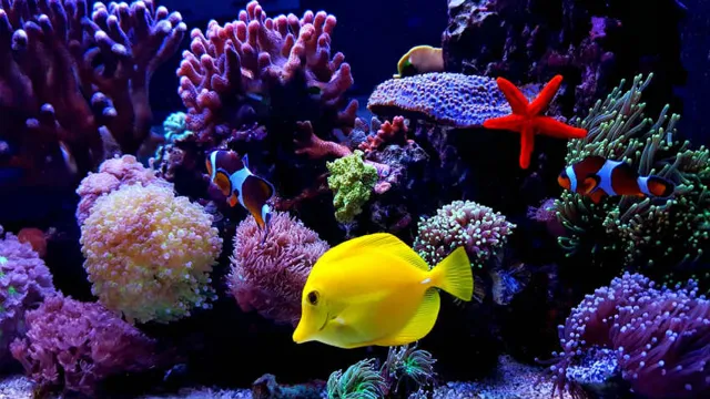 how to keep a large aquarium clean