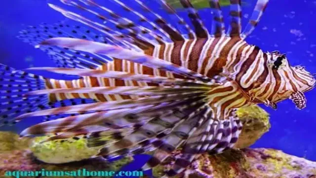 How to Keep a Lionfish in a Aquarium: Expert Advice & Tips