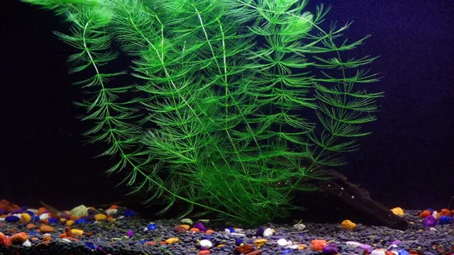 how to keep a live plant aquarium