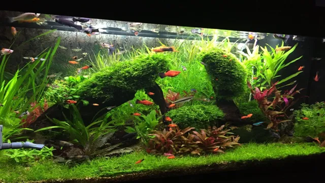 how to keep a live plant aquarium