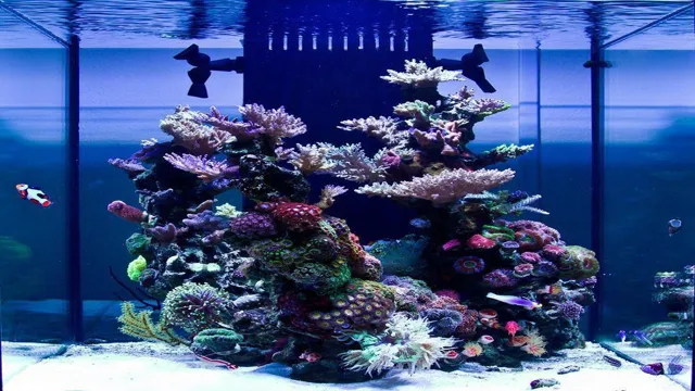 How to Keep a Marine Aquarium: 10 Essential Tips for Beginner Marine Aquarists