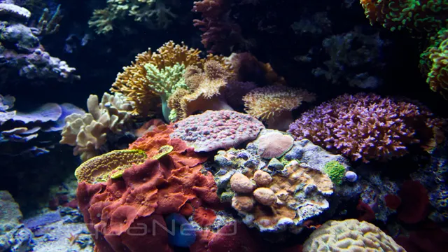 how to keep a mixed reef aquarium
